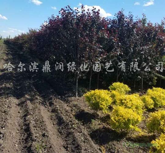 承接园林绿化工程施工设计及养护