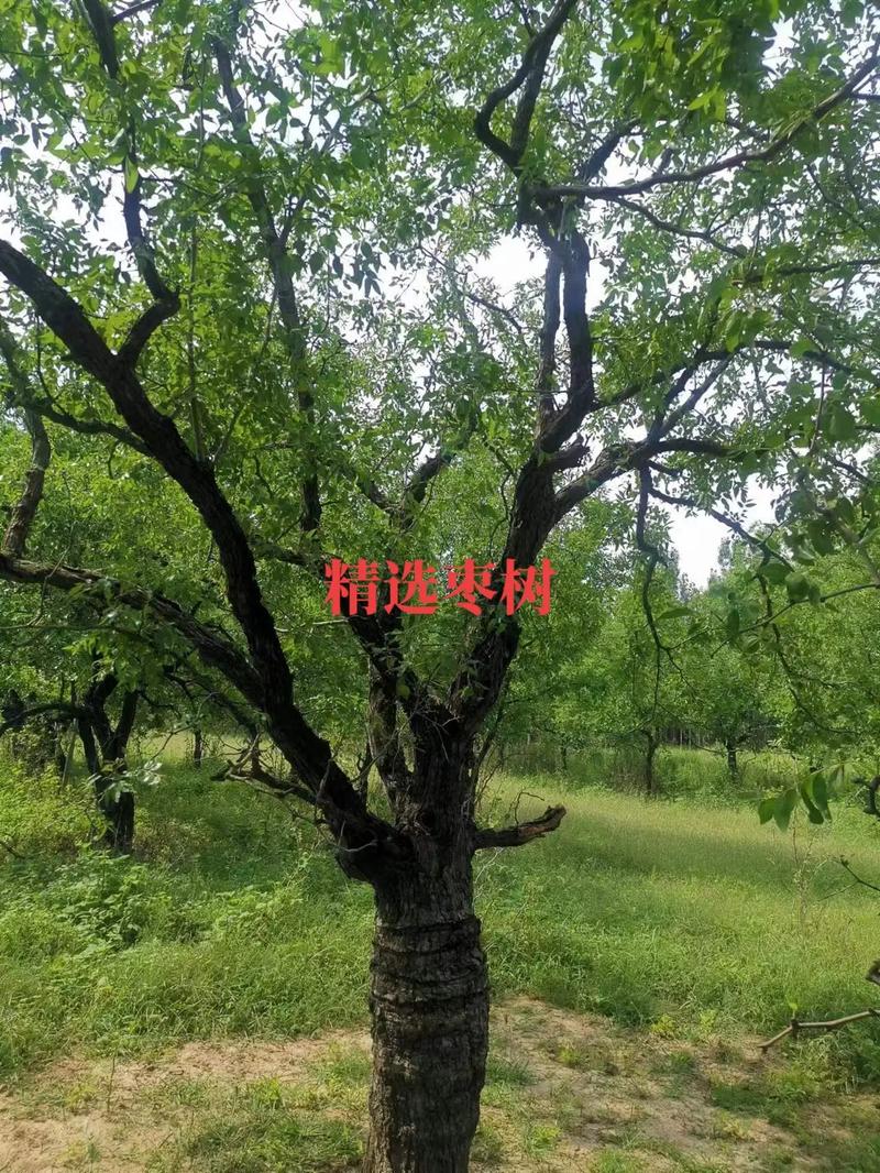 施工现场实拍 #大量供应绿化苗木供应 #园林绿化工程苗木人